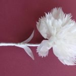 Clavel blanco