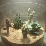 Plantas del desierto