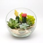 Cactus florecientes