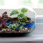 Plantas en una botella