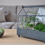 Plantas de lujo