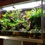 Mini jardín en el acuario.