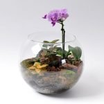 Orquídea en flores