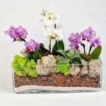 Varias orquídeas