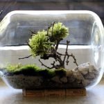 Bonsai en el banco