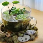 Florarium en un círculo