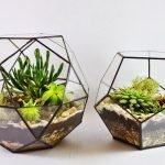 Plantas verdes