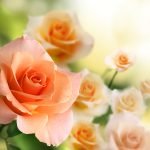Rosas
