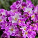 Violetas