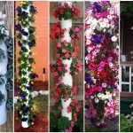 Petunias