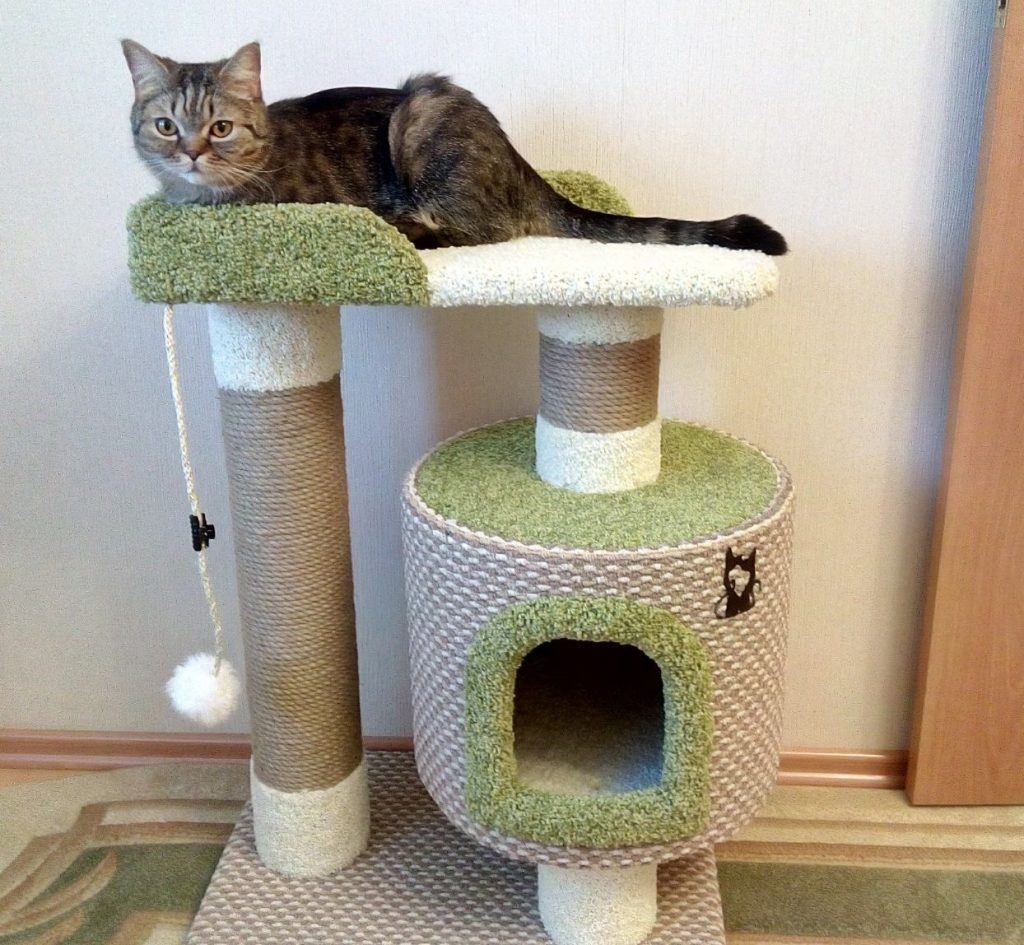 Para gatos