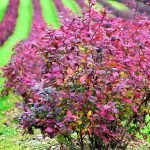Bush de agracejo
