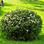 Arbustos para el jardin