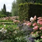 Hortensia de panícula