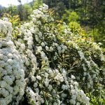 Spirea Blanca