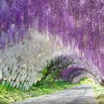 Toldo de Wisteria