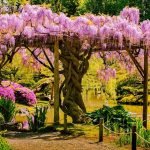 Wisteria en la orilla