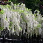 Glicinias blancas