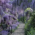 Wisteria en el parque