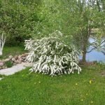 Spirea en la orilla