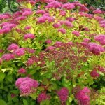 Spirea rosa