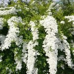 Arbusto De Spirea