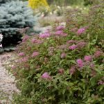 Valla Spirea