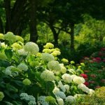Hortensia en el jardin