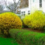 Forsythia en el jardin