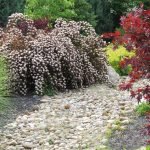 Arbustos en el jardín