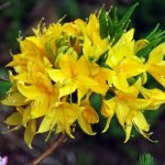 Rododendro amarillo