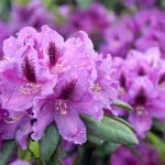 Rododendro en flor