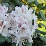 Flores de rododendro
