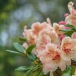 Rododendro de durazno
