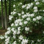 Arbusto de rododendro