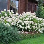 Cama de flores con hortensias