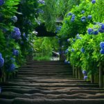 Hortensia a lo largo de las escaleras