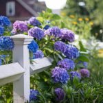 Hortensia a lo largo de la valla