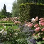 Seto de hortensias