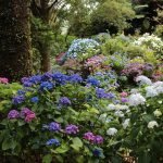 Hortensia en una frontera mixta