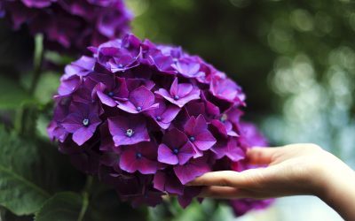 Jardín de hortensias: plantación y cuidado de flores