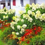 Hortensia con flores perennes