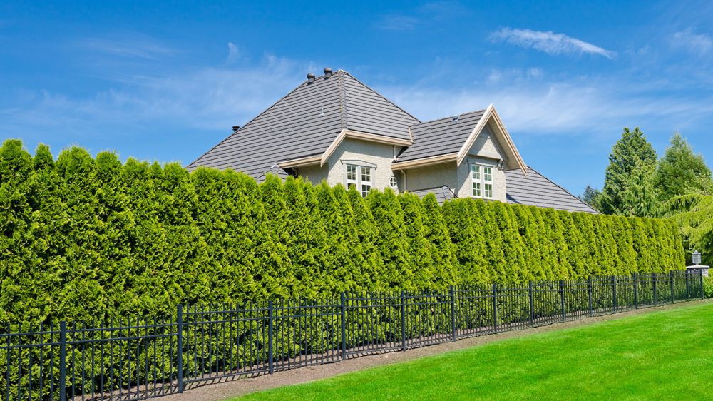 Hedge