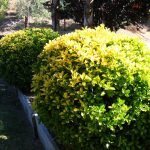 Seto Euonymus