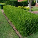Cerca de Euonymus