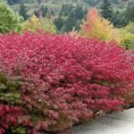 Euonymus rojo