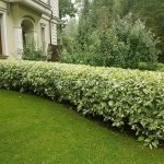 Valla decorativa Euonymus