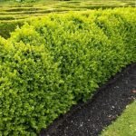 Euonymus en el jardin