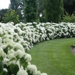 Hortensia de árbol