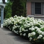 hortensia cerca de la casa